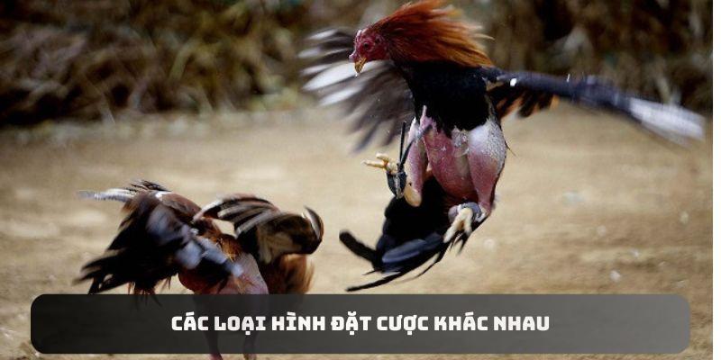 Các loại hình đặt cược khác nhau