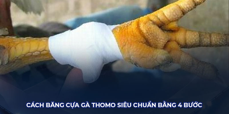 Cách băng cựa gà siêu chuẩn 