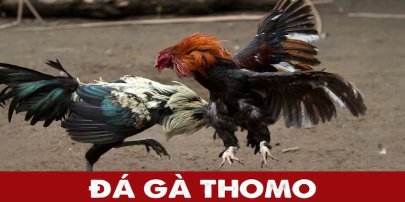 đá gà thomo