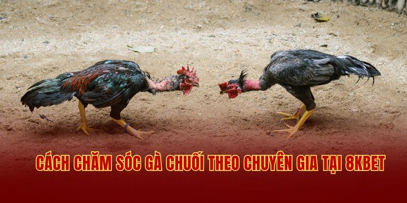 Cách chăm sóc gà chiến chuẩn theo lời khuyên từ chuyên gia