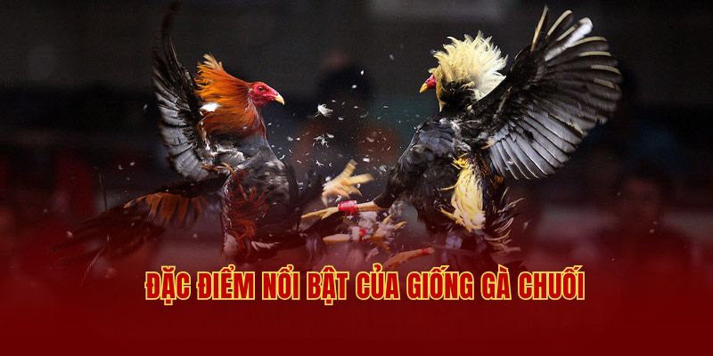 Đặc điểm nổi bật của gà chuối mà sư kê nên biết