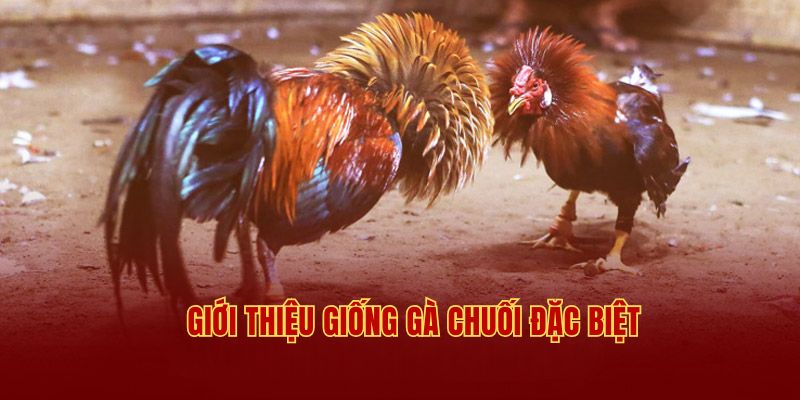 Giới thiệu giống gà chuối đặc biệt và nổi tiếng trong giới 