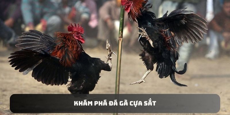 Khám phá đá gà cựa sắt