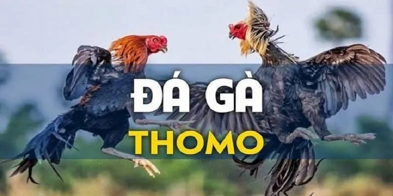 Mẹo cược đá gà thomo