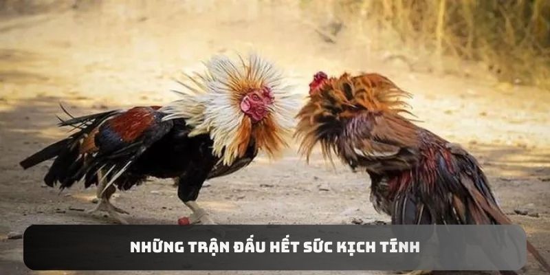 Những trận đấu hết sức kịch tính