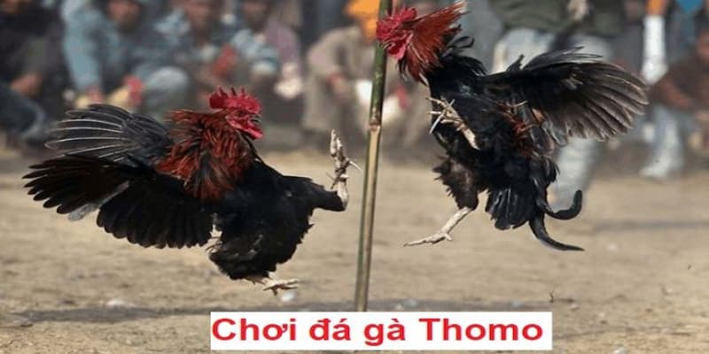 Tổng quan về đá gà thomo