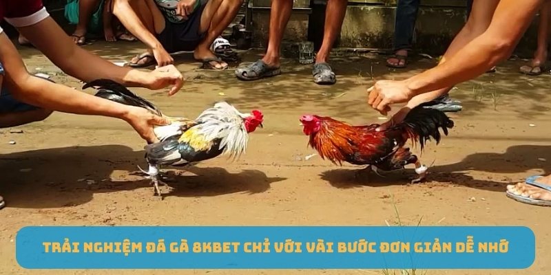 Trải nghiệm Đá gà 8KBET chỉ với vài bước đơn giản dễ nhớ